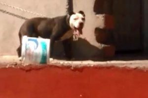 Sıcaktan &ouml;len k&ouml;peğin sahibine verilen ceza belli oldu