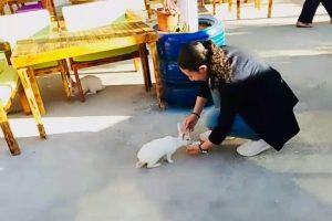 Sıcaktan bunalan tavşanların dondurma keyfi