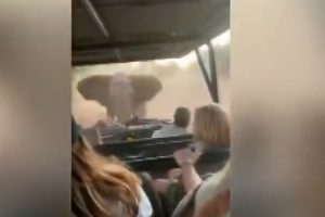 Fil, turistleri taşıyan safari aracına saldırdı