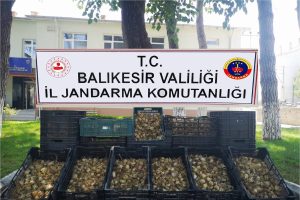 Toplanması yasak olan soğanlar i&ccedil;in 60 bin lira ceza kesildi