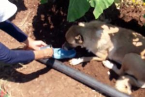 Sıcaktan bitkin d&uuml;şen k&ouml;peğe ayakkabısıyla su i&ccedil;irdi