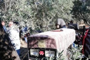 Feci olay! Zeytin ağacı dallarına sıkışmış vaziyette bulundu
