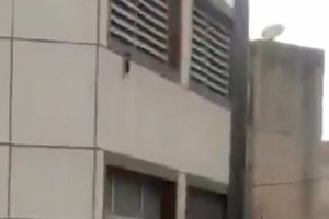 2. kattan d&uuml;şen yavru kediyi havada yakaladı
