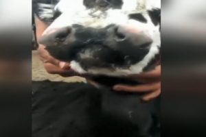 3 g&ouml;zl&uuml;, 2 ağızlı doğan buzağı şaşkınlık yarattı