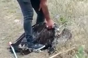 Yılanın boğmaya &ccedil;alıştığı kartalı kurtardılar