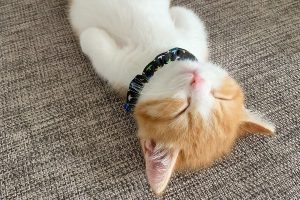 Kedi ve k&ouml;peklerle zaman ge&ccedil;irmek stresi d&uuml;ş&uuml;r&uuml;yor