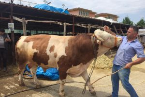 Bursa'da pazarın kralı araba parasına alıcı buldu