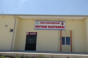 Bacağı kesilen leyleğe protez takılacak