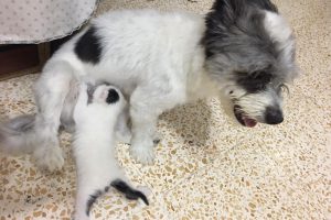 Annesiz kalan yavru kediye k&ouml;pek annelik yapıyor