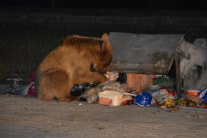 A&ccedil; kalan yaban hayvanlarının yiyecek arayışı kamerada