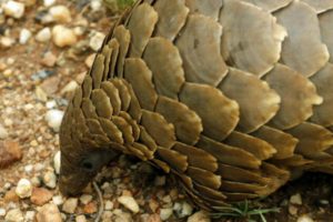 Tonlarca ka&ccedil;ak pangolin pulu ele ge&ccedil;irildi