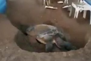 Şezlonglar arasında yumurtlama alanı arayan kaplumbağa tartışmalara neden oldu