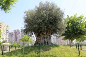 1202 yıllık ağa&ccedil;, yeni yerinde zeytin verdi