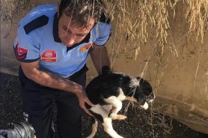 Sulama kanalına d&uuml;şen yavru k&ouml;pekleri itfaiye kurtardı