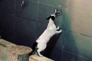 Sevimli kedi akmayan musluktan su i&ccedil;meye &ccedil;alıştı