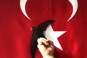 Bitkin halde bulduğu ebabile sahip &ccedil;ıktı