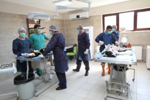 Kocaeli'de 11 bin 150 hayvan sağlığına kavuştu