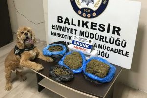 Narkotik k&ouml;peğinden ka&ccedil;amadılar