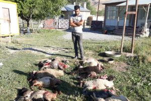 K&ouml;peklerin saldırdığı 12 kuzu telef oldu