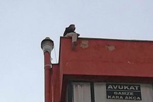 'L&ouml;semili kızım var' yalanıyla intihara kalkıştı, dolandırıcı &ccedil;ıktı