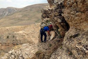 Kayalıklarda mahsur kalan k&ouml;peği AFAD ekibi kurtardı