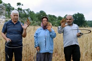 &Ccedil;ift&ccedil;iler, sarp arazideki ekinlerini orakla bi&ccedil;iyor