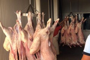 406 kilogram ka&ccedil;ak et ele ge&ccedil;irildi