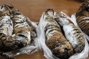 7 tane dondurulmuş kaplan ele ge&ccedil;irildi