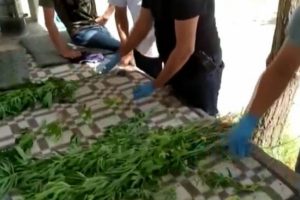 Erciş'te 108 k&ouml;k Hint keneviri ele ge&ccedil;irildi
