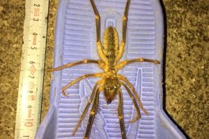 13 santimetre uzunluğundaki zehirli &ouml;r&uuml;mcek tedirgin etti