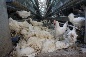 Haciz katliamı: 40 bin tavuk telef oldu