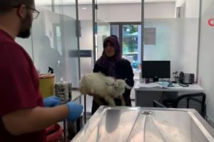 Bacağı kırılan ke&ccedil;isini kucağında kliniğe getirdi