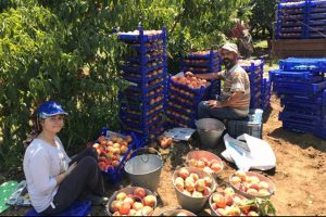 Şeftali hasadındaki rekolte &ccedil;ift&ccedil;iyi memnun etmedi