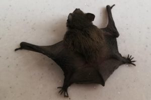 Esnafların yerde bulduğu yarasa g&ouml;r&uuml;n&uuml;ş&uuml;yle insanları korkuttu
