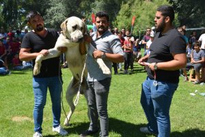 K&ouml;pekler, ırk standartları i&ccedil;in yarıştı