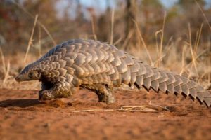 Pangoline ait 1 ton 217 kilogram pul ele ge&ccedil;irildi