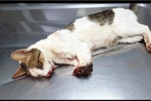 Marmaris'te 2 bacağı kesilmiş bulunan kedi uyutuldu