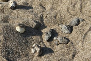 Akaryakıt şirketi i&ccedil;in m&uuml;dahale edilen sahilde &ccedil;ok sayıda caretta caretta yavrusu &ouml;ld&uuml;