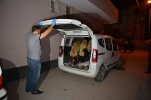 Polise yakalanmamak i&ccedil;in &ccedil;aldıkları koyunları bırakıp ka&ccedil;tılar