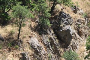 Munzur Dağları'nda yaban ke&ccedil;ileri g&ouml;r&uuml;nt&uuml;lendi