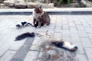 Otomobil 3 yavru kediyi ezdi, anne yanlarından ayrılmadı