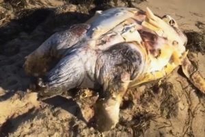 Ayvalık sahiline &ouml;l&uuml; caretta caretta vurdu