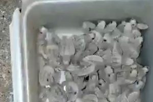 Tepki &ccedil;eken g&ouml;r&uuml;nt&uuml;: Caretta caretta yavrularını kovaya koyup, denize bıraktılar