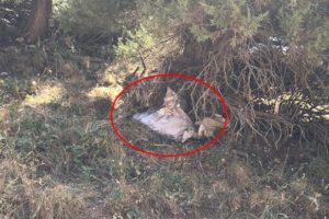 Ter&ouml;ristlerin ağa&ccedil;lar arasına gizlediği &ccedil;uvallarda m&uuml;himmat bulundu