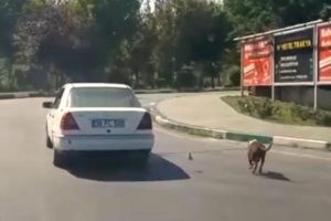 K&ouml;peğini otomobilin arkasına bağlayarak g&ouml;t&uuml;ren kişiye para cezası