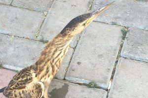 Nesli t&uuml;kenmek &uuml;zere! Tedavi altına alındı