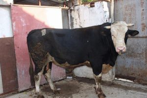 Ağırlığı 1,3 ton! "Paşa" satışa &ccedil;ıkarıldı