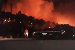 İzmir'de zeytinlik alanda yangın