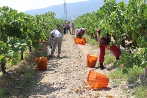 Buldan'da sezonun ilk &ccedil;ekirdeksiz &uuml;z&uuml;m hasadı başladı