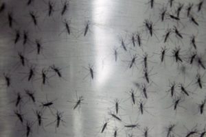 8 kişi hayatını kaybetmişti... Nikaragua'da dang humması uyarısı